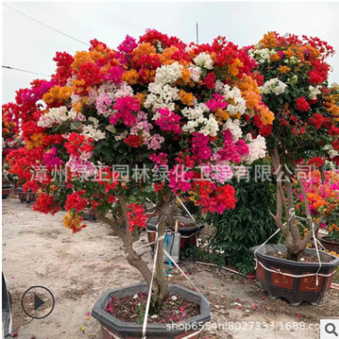 多色造型三角梅福建產(chǎn)地批發(fā)多色造型簕杜鵑五雀三角梅各種三角梅
