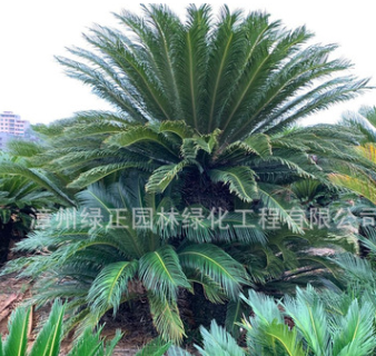 篦齒蘇鐵種植基地批發(fā)云南蘇鐵多頭蘇鐵 多頭鐵樹盆景各種鐵樹