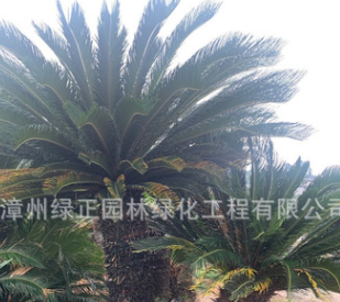 精品垂榕柱 垂葉榕柱 黃金垂榕 金葉垂榕柱花葉垂榕柱產(chǎn)地直銷