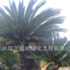 精品垂榕柱 垂葉榕柱 黃金垂榕 金葉垂榕柱花葉垂榕柱產(chǎn)地直銷