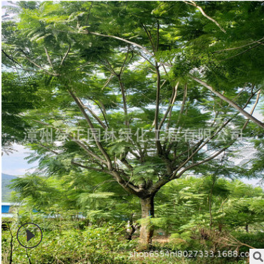 精品藍花楹福建產(chǎn)地直銷全冠藍花楹 大骨架藍花楹 批發(fā)各種喬灌木
