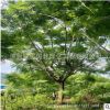 精品藍花楹福建產(chǎn)地直銷全冠藍花楹 大骨架藍花楹 批發(fā)各種喬灌木