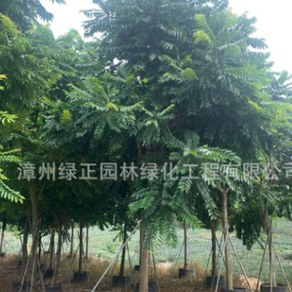 福建麻楝種植基地直銷15公分全冠麻楝 陰麻樹批發(fā)各種喬木