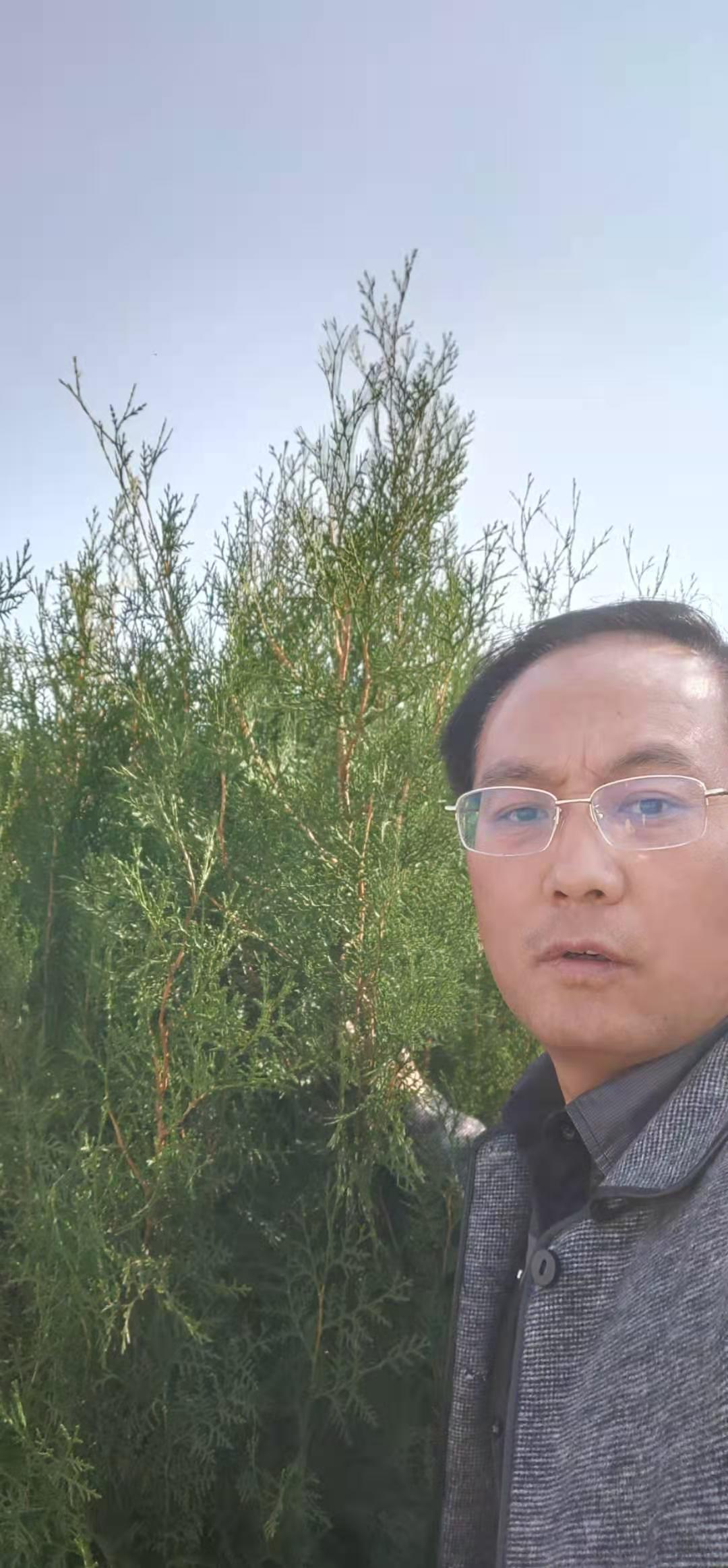 側(cè)柏