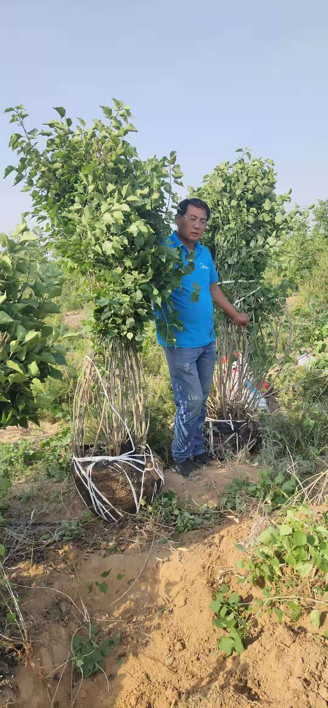 丁香