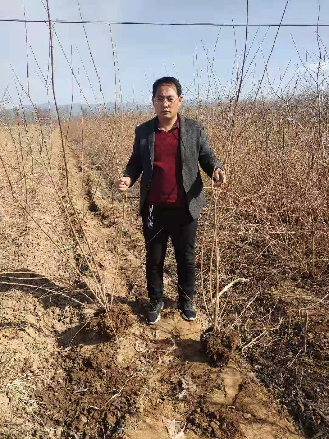 藥用連翹苗