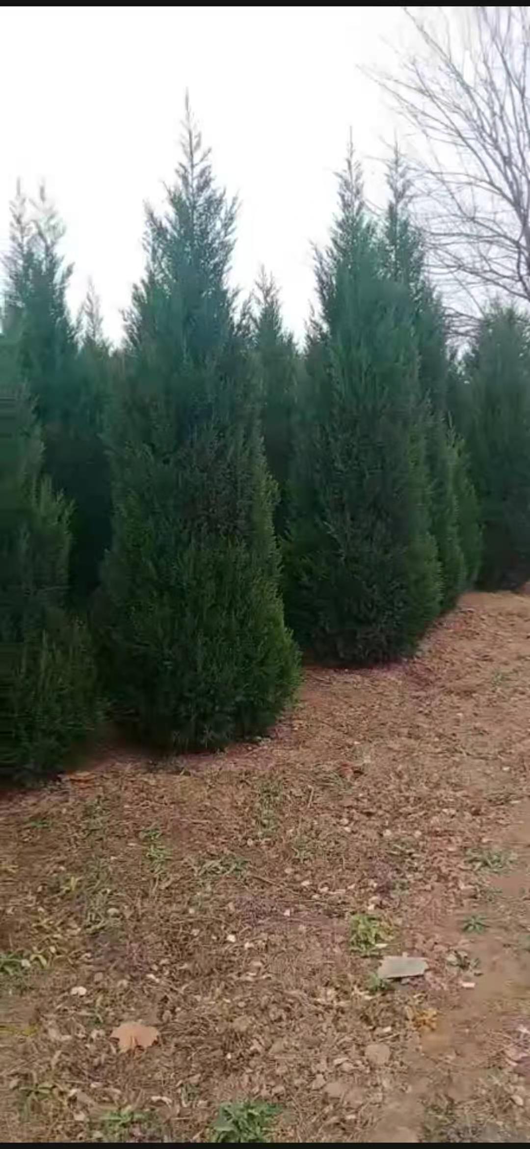蜀儈