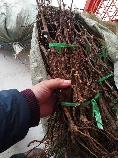 葡萄苗，占地葡萄樹(shù)