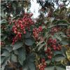 出售當年結果泰山大紅袍花椒樹苗 果樹直銷泰山大紅袍花椒樹苗