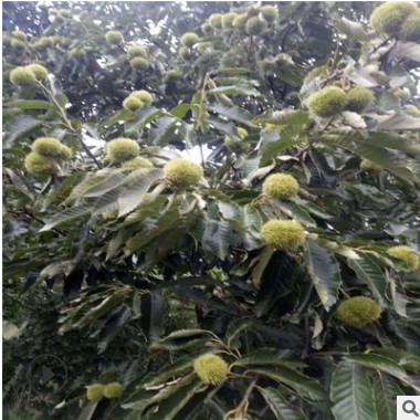 大量批發植株健壯占地大板栗樹苗 批發價格公道占地大板栗樹苗