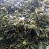 大量批發植株健壯占地大板栗樹苗 批發價格公道占地大板栗樹苗