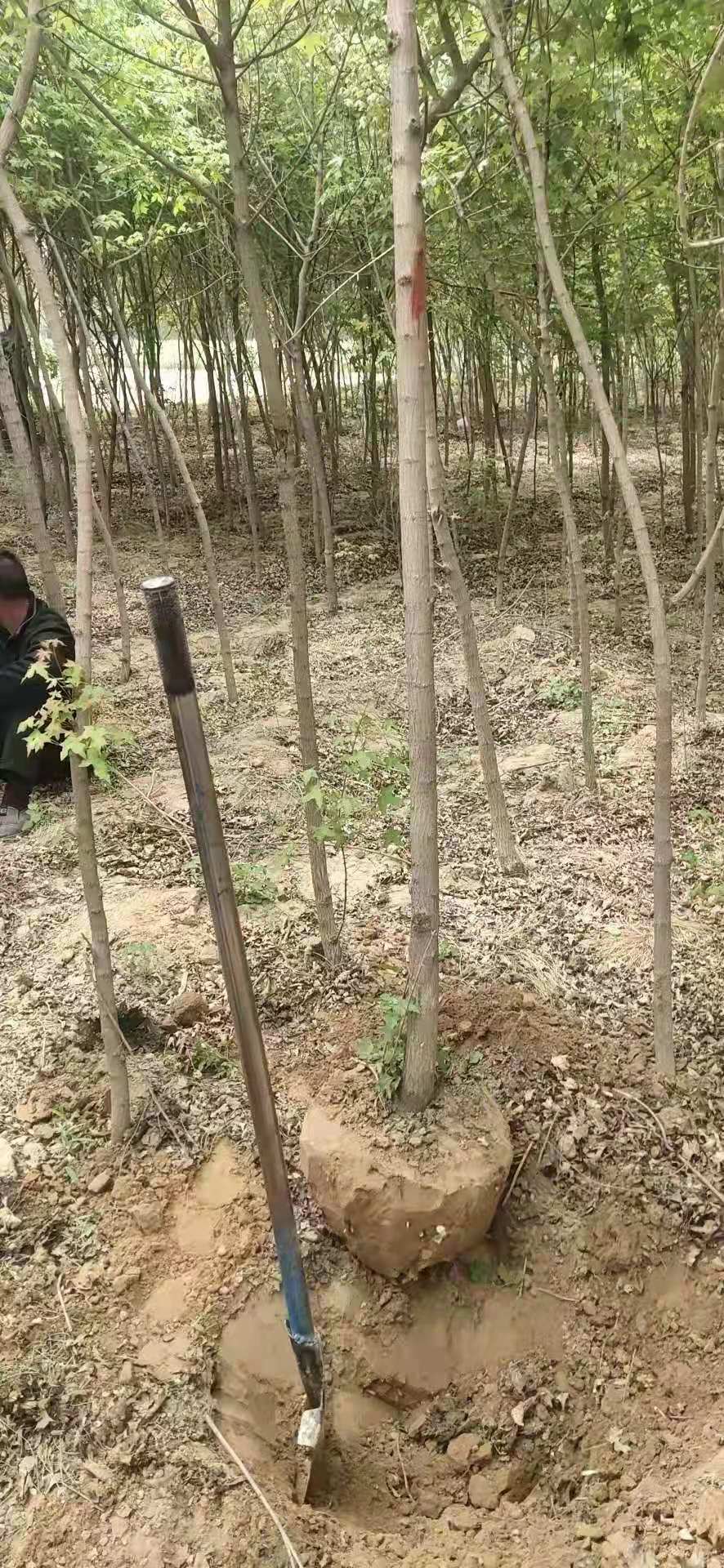五角楓