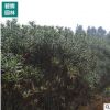 紅花夾竹桃樹苗化工廠庭院綠植夾竹桃盆栽花卉柳葉桃供應