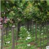 日本櫻花樹苗庭院地栽盆栽花樹園林植物風景樹櫻花小苗供應