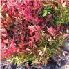 南天竹苗庭院種植紅天竺火焰樹苗庭院綠化植物紅葉耐寒花卉色塊苗