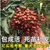 九葉青花椒苗樹盆栽當年結果食用四川藤椒苗大紅袍麻椒地栽果樹苗