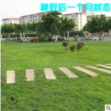 帶泥土真草坪果嶺草 馬尼拉 四季青庭院高爾夫球場綠化草坪