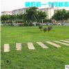 帶泥土真草坪果嶺草 馬尼拉 四季青庭院高爾夫球場綠化草坪