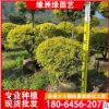 黃金寶樹造景 綠化景觀樹 千層金移植苗 美化環境 園林庭院苗木