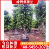 福建景觀榕批發基地直銷 小葉榕樹樁 小葉榕樁景 榕樹樁頭