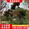 福建鳳凰木種植基地 鳳凰木景觀樹 庭院園林鳳凰木
