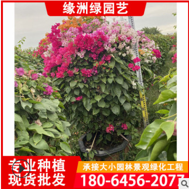 多色多花三角梅球 勒杜鵑 九重葛 綠化苗木 顏色齊全