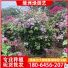 三角梅盆苗 三角梅球基地直銷 批發各種 造型三角梅球