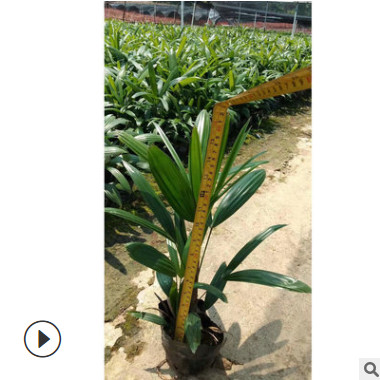 棕竹 漳州大葉棕竹基地 叢生綠植盆栽大葉棕竹 量大價優歡迎訂購