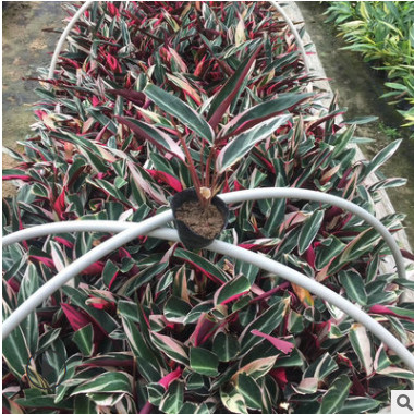 七彩竹芋批發 孔雀竹芋 色彩斑斕 規格齊全 量大從優 歡迎訂購