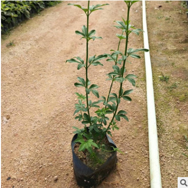 廠家直銷 迎春花 云南黃素馨 迎春花植物 歡迎訂購