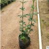 廠家直銷 迎春花 云南黃素馨 迎春花植物 歡迎訂購