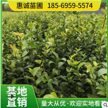 基地直供茶梅小苗地苗杯苗 茶梅毛球 茶梅小苗花色艷紅成活量高