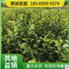 基地直供茶梅小苗地苗杯苗 茶梅毛球 茶梅小苗花色艷紅成活量高