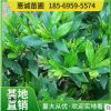 批發梔子花杯苗地苗地被小毛球梔子花苗四季常綠成活率高