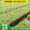 供應金邊黃楊地被 小毛球 常綠灌木綠化工程色塊綠籬景觀樹木