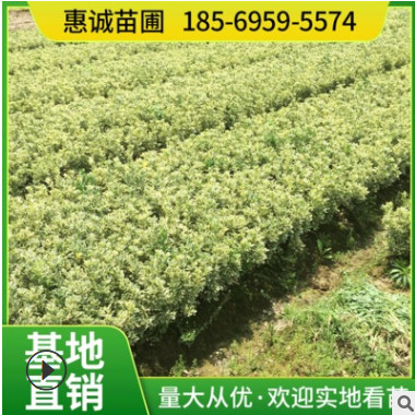 現貨供應湖南茶花球 山茶花 庭院景觀大茶花苗木園林道路綠化工程
