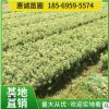 現貨供應湖南茶花球 山茶花 庭院景觀大茶花苗木園林道路綠化工程