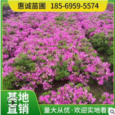 基地直供杜鵑苗 毛杜鵑苗 杯苗 小毛球 地被苗色塊觀花綠化景觀苗