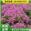 基地直供杜鵑苗 毛杜鵑苗 杯苗 小毛球 地被苗色塊觀花綠化景觀苗