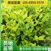 直供 金森女貞 地被 小毛球農戶直銷彩葉緑籬色塊量大優惠