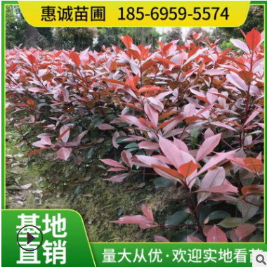 紅葉石楠 紅葉石楠球 紅葉石楠地被小毛球 葉色鮮艷現挖現賣