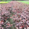 紅葉石楠球園林綠化工程 四季常青紅葉石楠樹苗行道景觀樹現貨