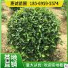 銷售四季常青無刺枸骨球籬笆植物綠化園林工程景觀點綴圣誕果樹