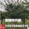 銀杏樹 廣西銀杏樹 批發零售