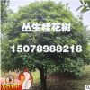 叢生桂花樹 廣西桂花樹 3米5冠 4米5冠 5米冠叢生桂花