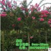 廣西紫薇 地徑8cm紫薇 半冠紫薇 占地紫薇 紅花紫薇 原生冠紫薇