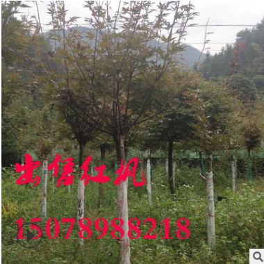 三季紅楓 廣西紅楓 7公分紅楓 9公分紅楓