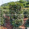 基地直銷紅葉石楠柱子 高度3米冠幅1.5米 精品石楠柱批發(fā) 彩色樹