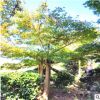 湖南基地直銷別墅庭院造型紅楓 胸徑10 12 18 20 25cm嫁接紅楓