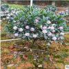 中國名花金邊瑞香盆栽 睡香 露甲風流樹 冬季開花植物室內盆栽